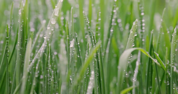 Green Grass Closeup Super Macro Shooting