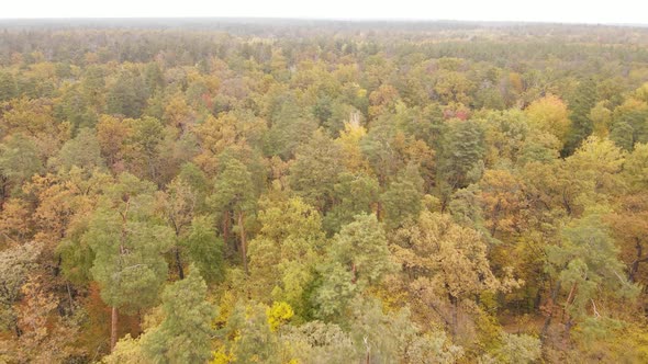 Forest with Trees in an Autumn Day