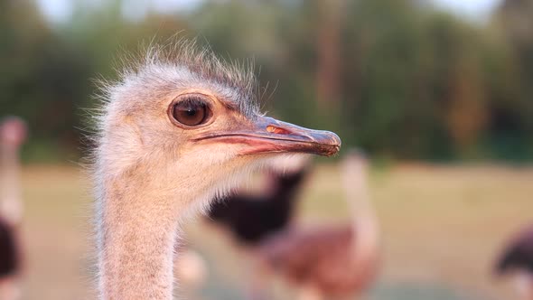 Funny Ostrich on Blurred Background
