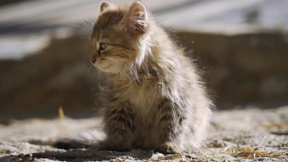 Cute Kitty with Blue Eyes Walking on the Garden