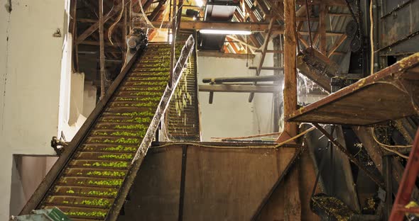 View to Conveyor with Harvested Cascade Hop on Farm