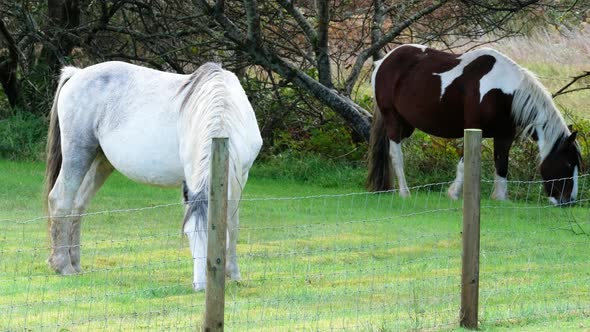 Wild Horse Grazing Behind Fence in County Donegal  Ireland