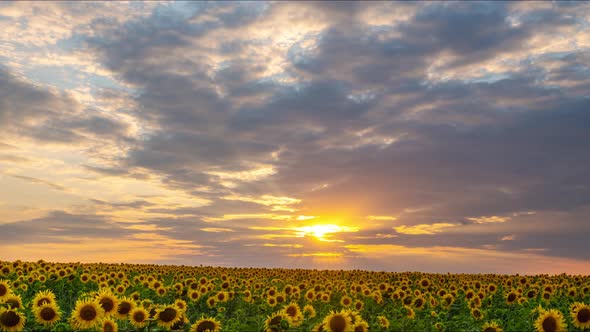 Sunset Over a Field with Sunflowers