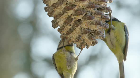 CLOSEUP REALTIME, Great tits feeding on a garden feeder