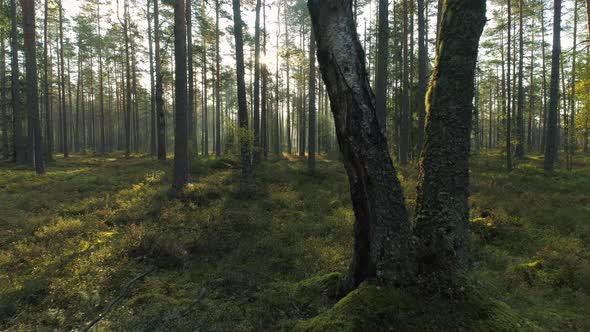 Green Pine Forest in Morning after Sunrise