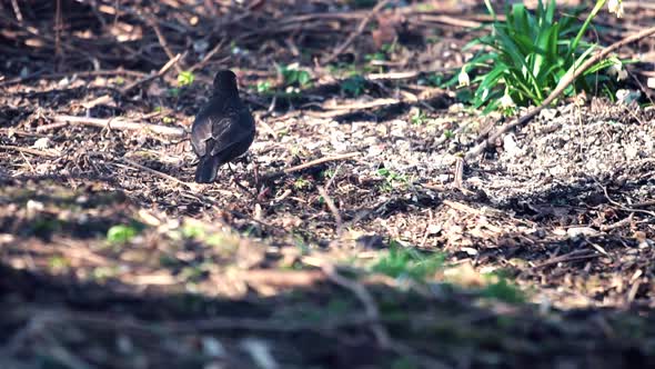 Black Common Blackbird Sitting In Grass. Common Blackbirds Turdus Merula Cabrerae.Black Merl In Park