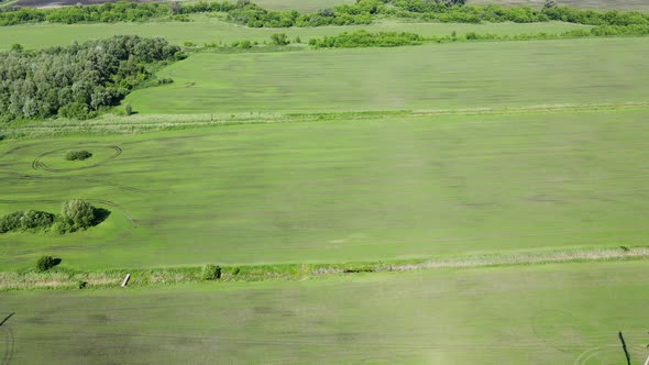 Agricultural Field In Ukraine, Very Green