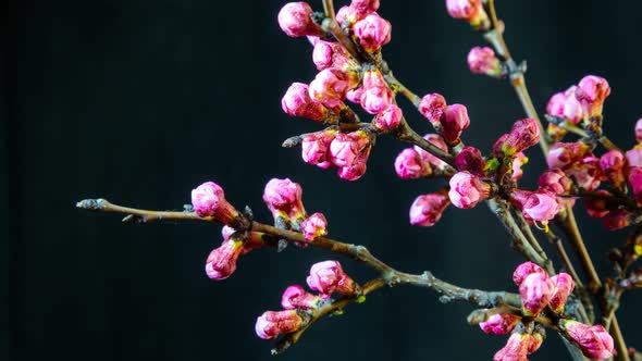 Beautiful Spring Apricot tree blossom open