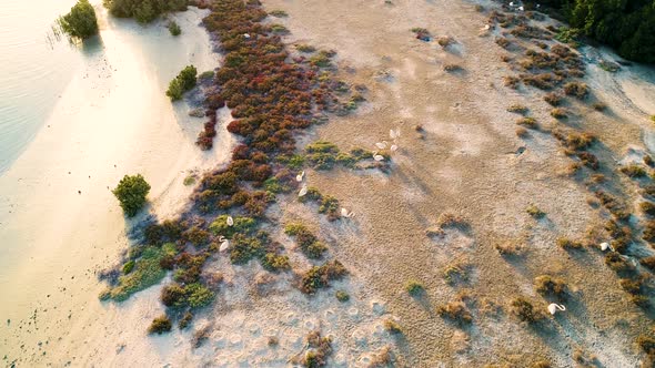 Aerial view of water birds standing on beach, U.A.E.