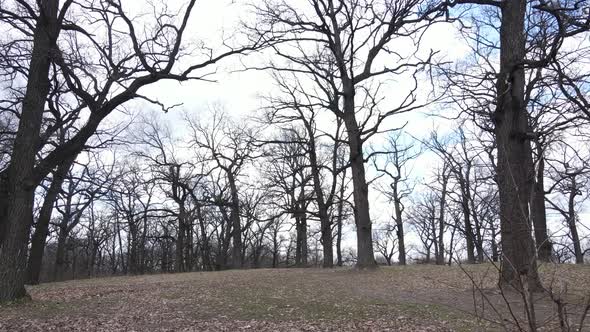 Forest with Trees Without Leaves During the Day