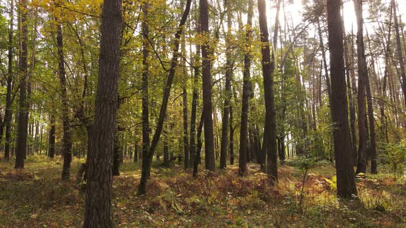 Forest with Trees in an Autumn Day