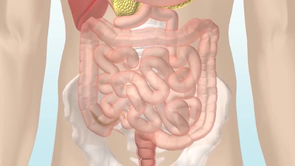 large intestine food digestion 3d