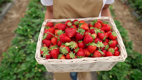 Young Woman Picking Harvest Ripe Tasty Strawberries