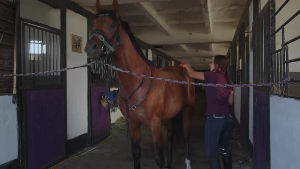 Indoors of Stable Horse and Woman During Grooming