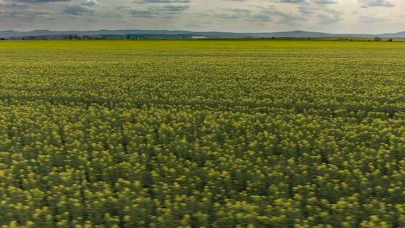 Yellow Canola Field. Field of Blooming Rapeseed Aerial View. Yellow Rapeseed Flowers and Sky with