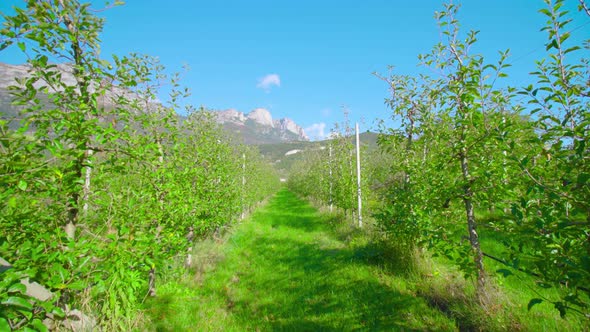 Grass Aisle Between Rows of Apple Trees Leads to Mountains