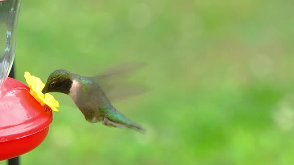 Ruby-throated Hummingbird