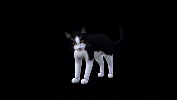 Black and White Cat İdle Front Side View