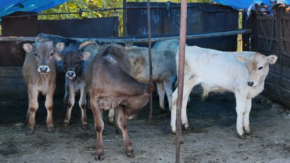 Agricultural Scene A Group of Many Young Brown and White Calves Stand in a Paddock at a Ranch