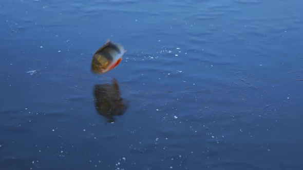 River Perch Caught on Winter Fishing Lies and Flutters and Jumps on the Ice