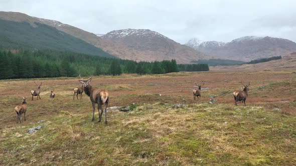A Herd of Red Deer Stags in Scotland in Slow Motion