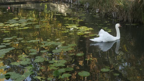 Close-up of elegant Cyngus bird  4K 2160p 30fps UltraHD footage - Beautiful white swan in the pond 4