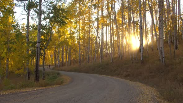 Panning view of dirt road through aspen tree forest in Fall