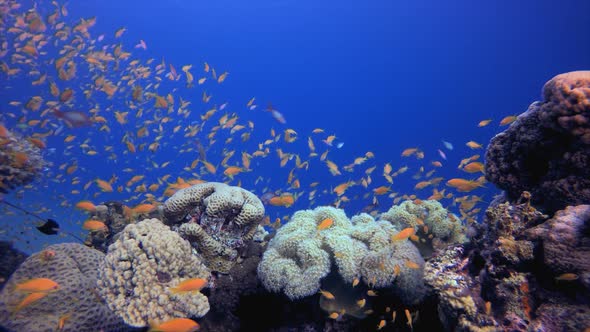 Tropical Coral Reef Underwater Fish