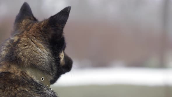 Closeup Portrait of Dog Mongrel with Fluffy Fur Wearing Collar Sitting on Snow and Looking in