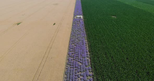 Narrow Field Of Lavender