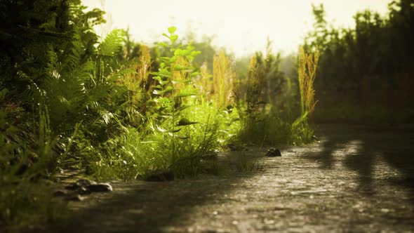 Countryside Road in Summer Morning