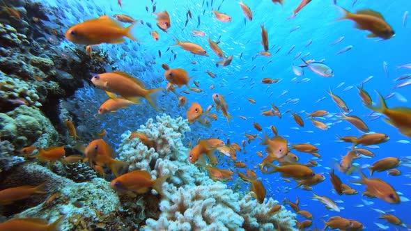 Reef Underwater Coral Garden Glassfish