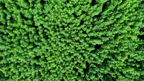 Aerial  Camera Down Shot Of Vast Waving Green Cannabis Weed Or Hemp Plants Field On A Brigt Day