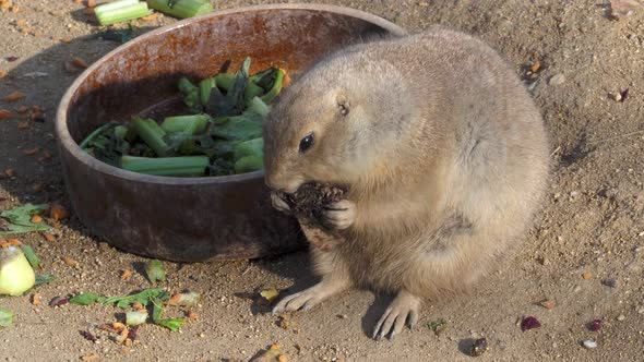 Close up prairie dog eating food