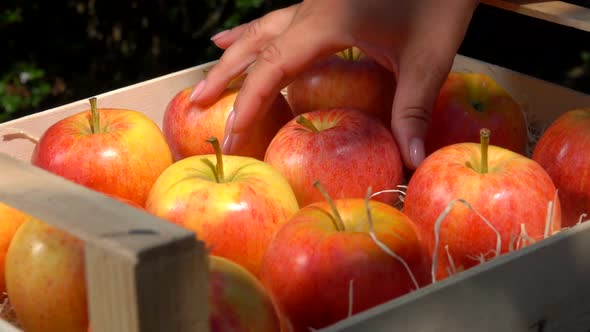 Hand Takes a Juicy Red Apple From a Wooden Box