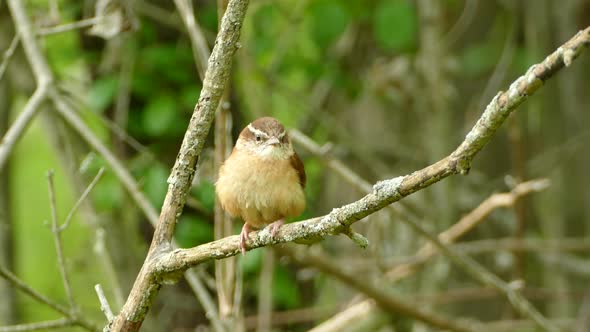 Brown and white Carolinian Wren Perched On Branch Looking Around. Locked Off