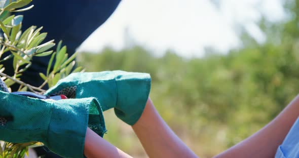 Farmer cutting olives from pruning shears in farm 4k