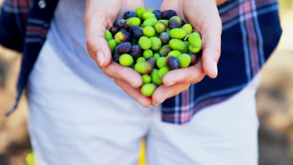 Mid section of woman holding harvested olives 4k