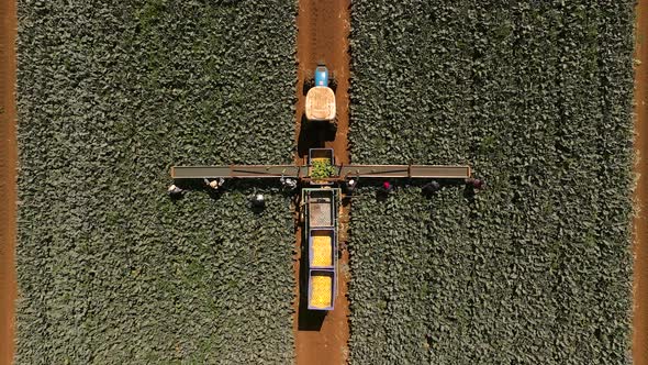 Farm workers picking Broccoli in a field, Aerial view.