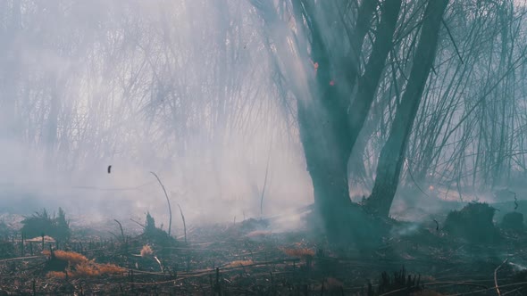 Fire in the Forest. Burning Dry Grass, Trees and Reeds. Wildfire. Slow Motion.