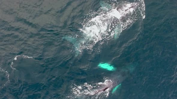 Couple of Whales Swimming in the Pacific Ocean, Drone View