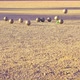 Petanque - Hard Crash - VideoHive Item for Sale