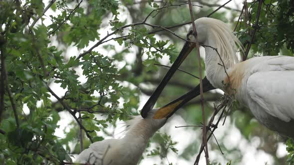 Eurasian Spoonbill tending to its young in its nest; close-up shot