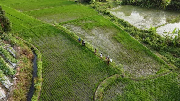 Children walking along the rice fields. Aerial view