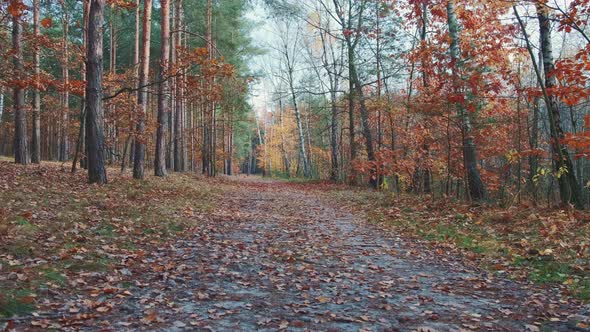 Leaves Falling From Trees in Autumn Forest