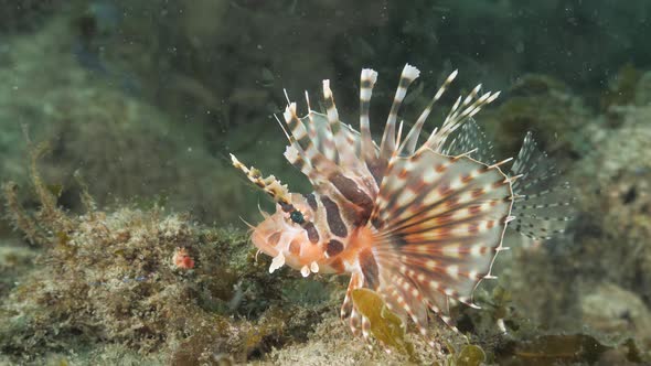 A colourful deadly Lion fish turns and displays its venomous pectoral fins as it swims away along a