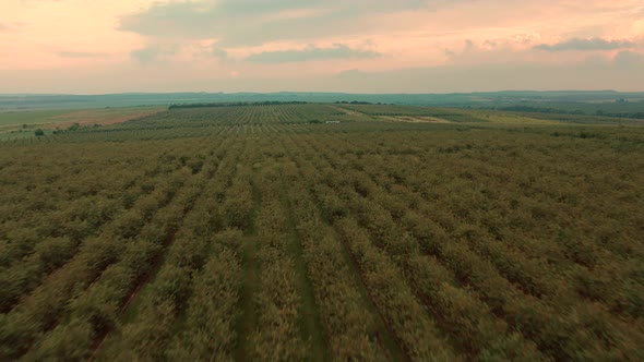 Aerial Top View  Footage Summer Sunset Nature Amazing Sky Green Forest Trees Garden