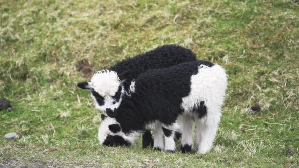 Two Lambs Grazing N Faroe Island