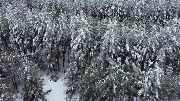 Snowcovered Coniferous Forest From a Bird'seye View