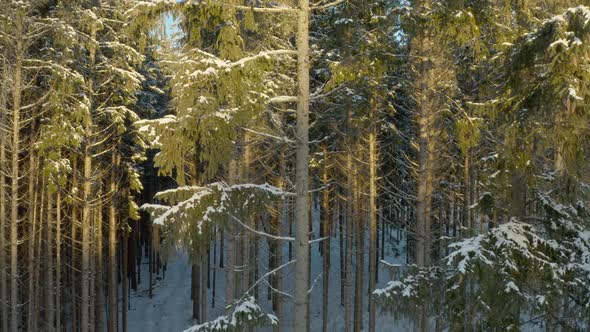 Aerial View of Forest